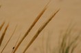 /album/imagens-do-carvalhal/a3085290-ybdvv-jpg/