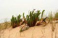 /album/imagens-do-carvalhal/a3085300-dcag9-jpg/